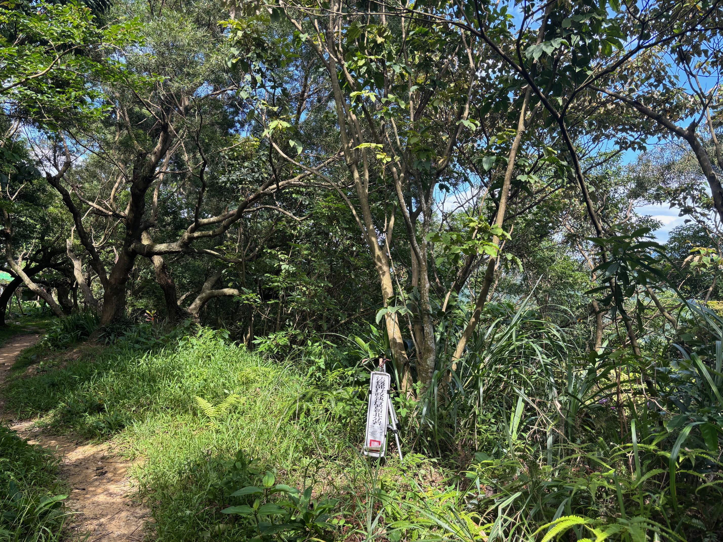 中和區雜木林土地